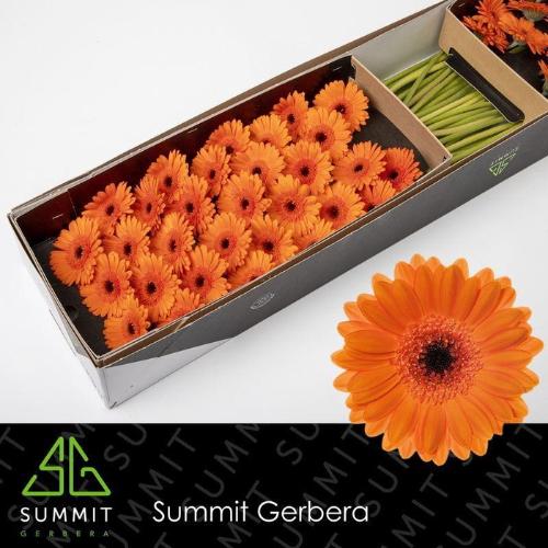 Gerbera mini 'Bison'