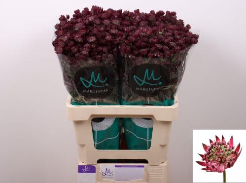 Astrantia major 'Star Of Love'