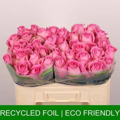 Rosa grootbloemig Revival