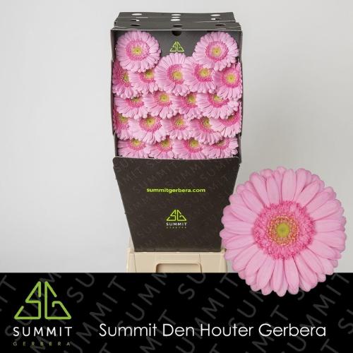 Gerbera mini 'Kimsey'