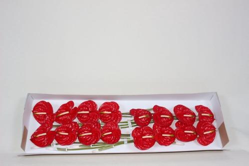 Anthurium Andreanum Grp Eterno