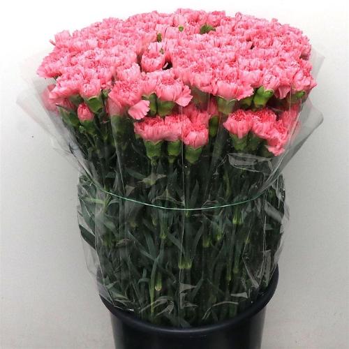 Dianthus standaard overig