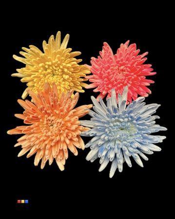 Chrysanthemum geplozen kas kleurbehandeld H%