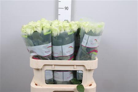 Rosa grootbloemig Snowstorm+