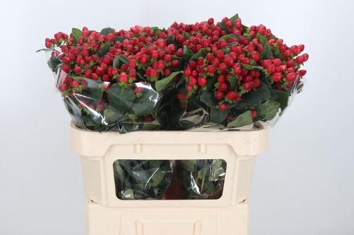 Hypericum inodorum Magical Triumph