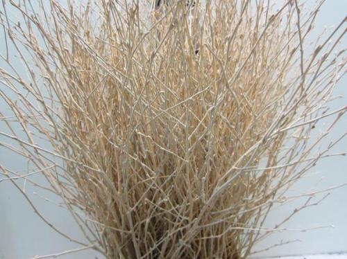 Betula kleurbehandeld H%