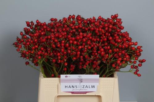 Rosa Magical Orange Pride