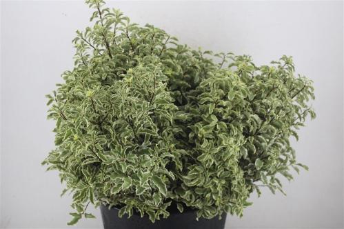 Pittosporum per bos