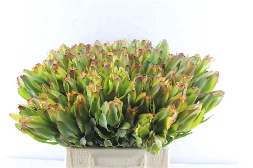 Leucadendron 'Laurel Yellow'