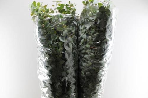 Eucalyptus polyanthemos