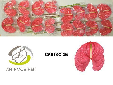 Anthurium (Andreanum Grp) Caribo