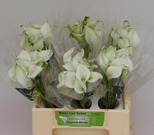 Zantedeschia 'Crystal Blush'