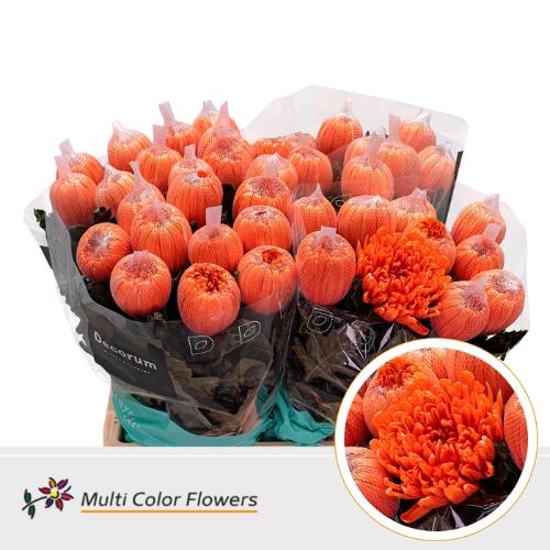 Chrysanthemum (Indicum Grp) geplozen Antonov kleurbehandeld H%