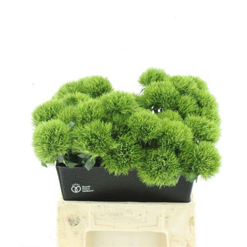 Dianthus barbatus Kiwi Mellow