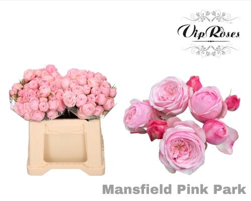 Rosa tros Mansfield Pink Park