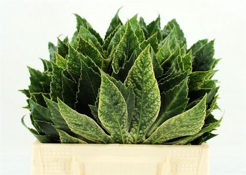 Fatsia japonica 'Variegata' (decor)
