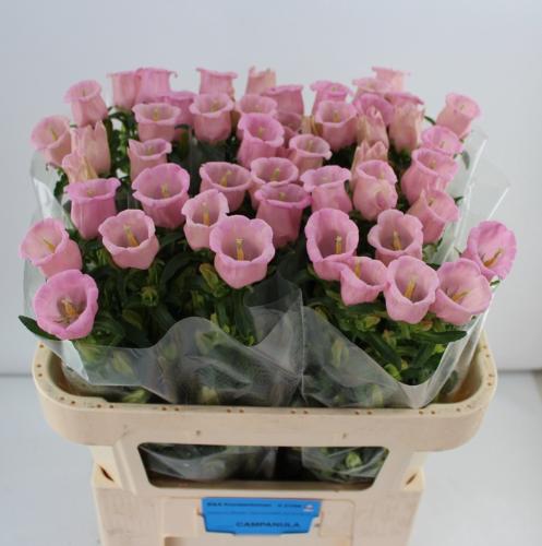 Campanula medium 'Campana Pearl Pink'
