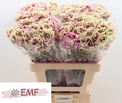 Dianthus standaard 'Antigua'