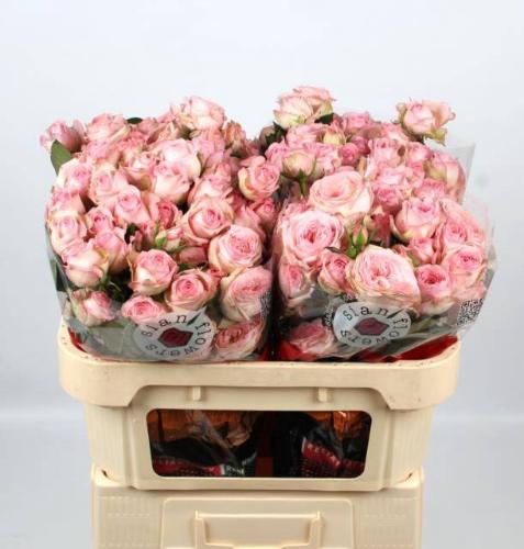 Rosa tros overig