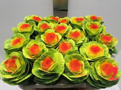 Brassica oleracea kleurbehandeld H%