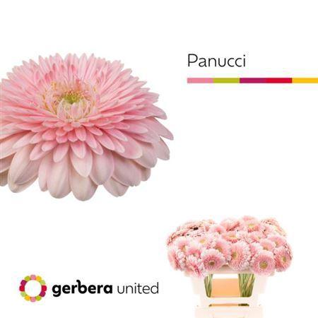 Gerbera mini bolvormig Panucci