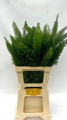 Asparagus densiflorus 'Meyers'