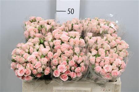 Rosa tros Lydia