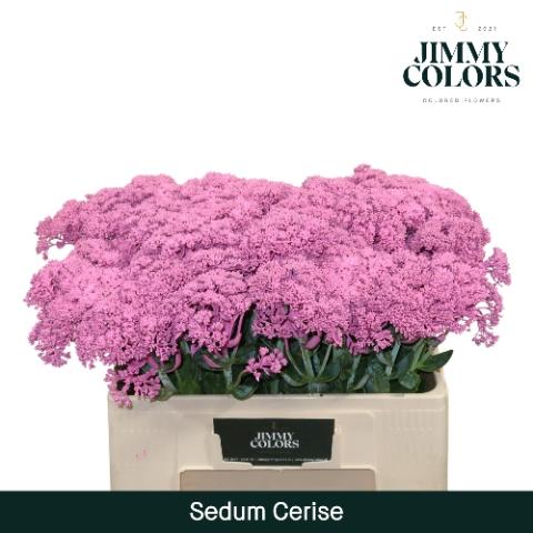 Sedum kleurbehandeld H%