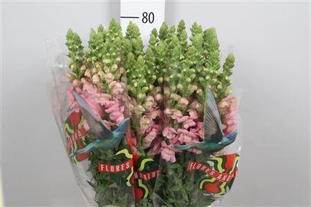 Antirrhinum majus 'Potomac Pink'