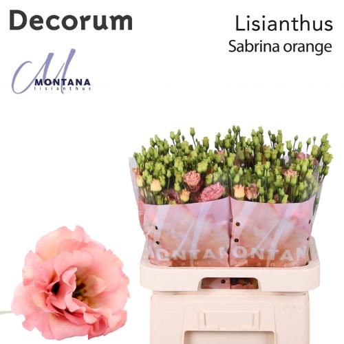 Eustoma russellianum gevuldbloemig russellianum 'Sabrina Orange'