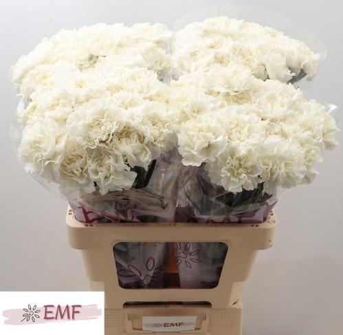 Dianthus standaard Everest