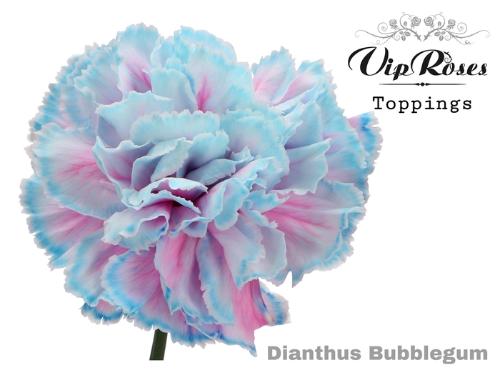 Dianthus standaard kleurbehandeld H%