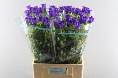 Campanula medium 'Champion Blue'