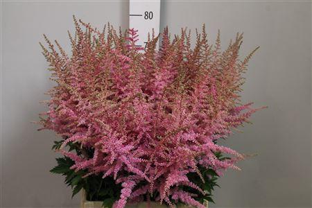 Astilbe Arendsii Grp 'Cattleya'