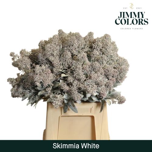 Skimmia per bos overig kleurbehandeld H%