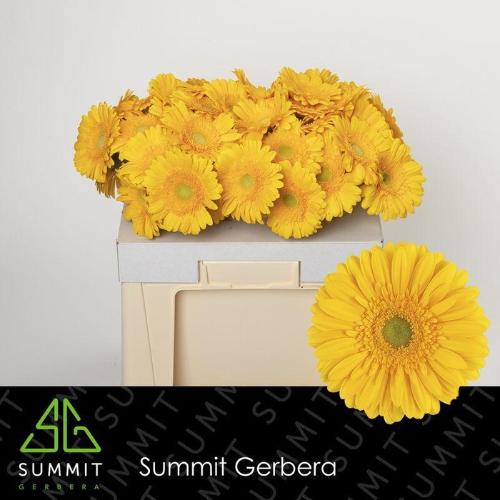 Gerbera grootbloemig 'Submarine'