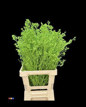 Chamelaucium kleurbehandeld H%