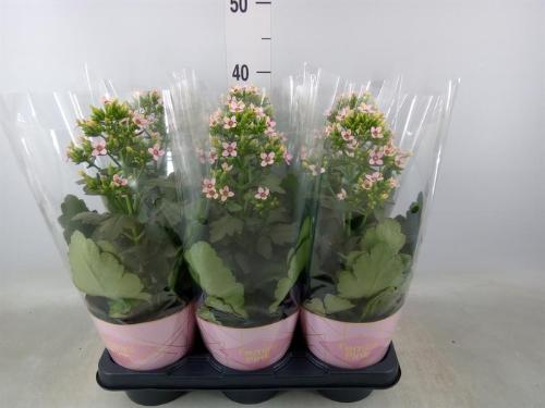 Kalanchoe 'Feminin Pink Meadow'