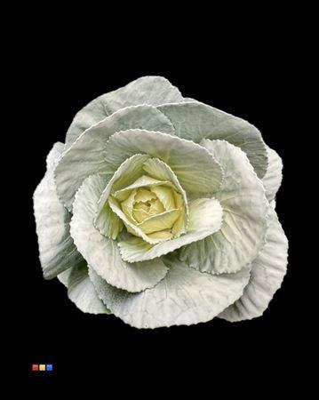 Brassica oleracea kleurbehandeld H%