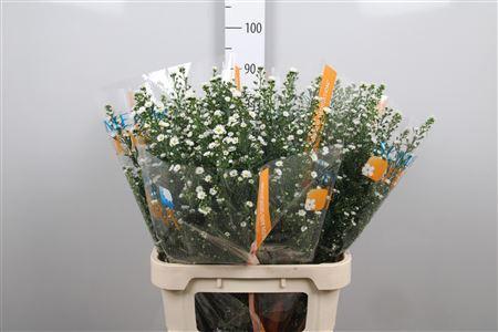 Aster Universum Grp 'Paquita'