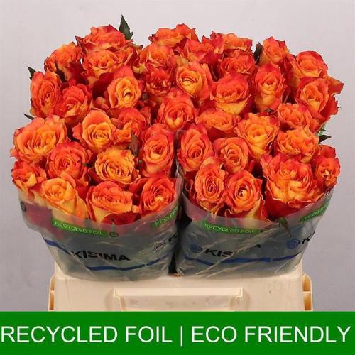 Rosa grootbloemig Silantoi