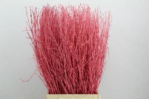 Betula kleurbehandeld H%