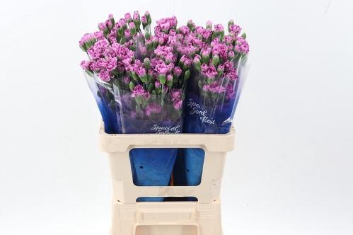 Dianthus tros overig