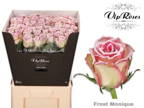 Rosa grootbloemig kleurbehandeld H%