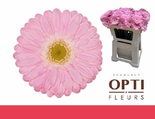 Gerbera mini 'Babble'