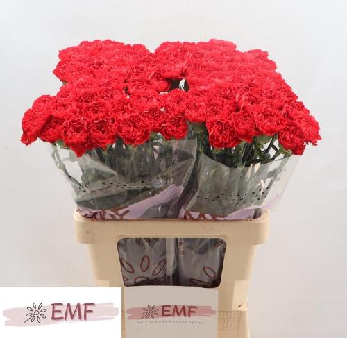 Dianthus standaard Sparta+