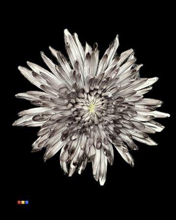 Chrysanthemum (Indicum Grp) geplozen Topspin kleurbehandeld H%