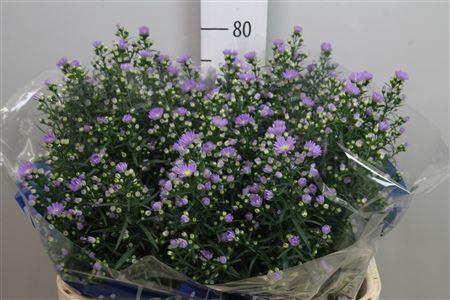 Aster Universum Grp 'Cassandra'