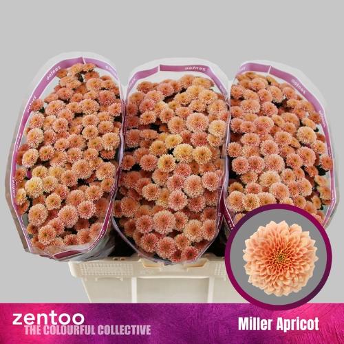 Chrysanthemum (Indicum Grp) tros santini Miller Apricot