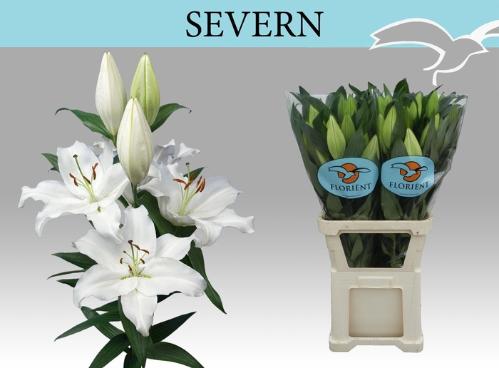 Lilium Oriental Grp 'Severn'